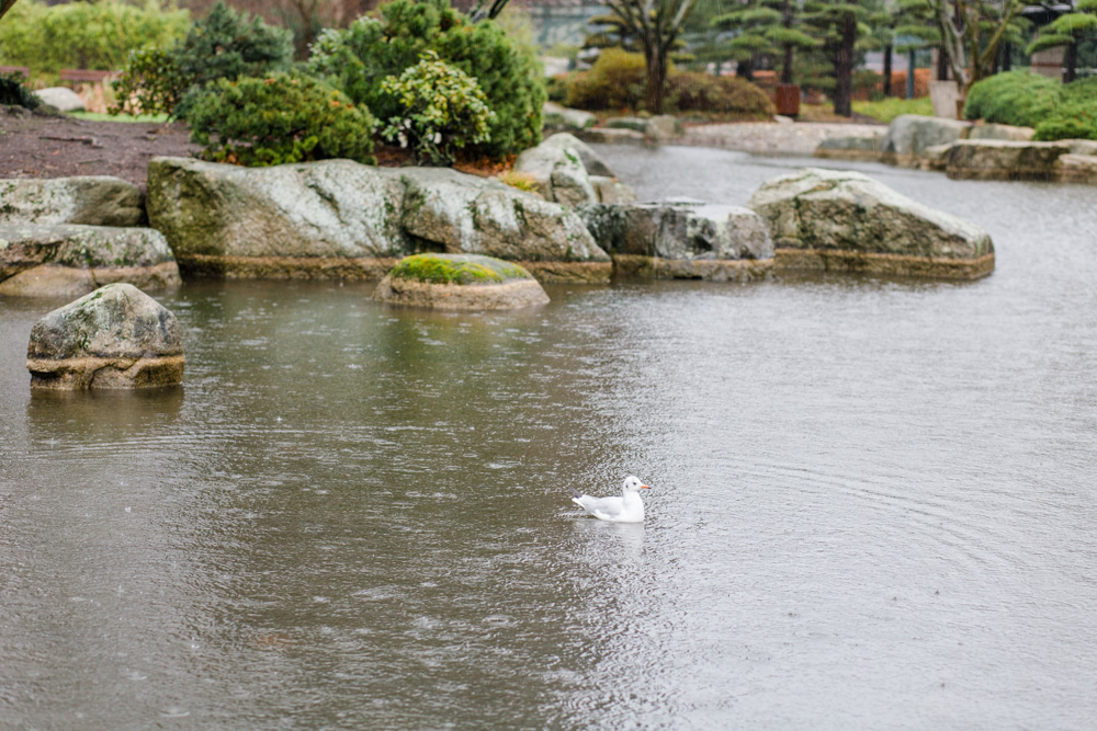 Paarshooting bei Regen in Planten un Blomen